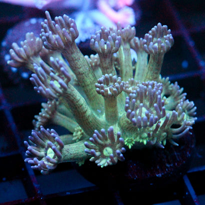 JC Tortoise Goni