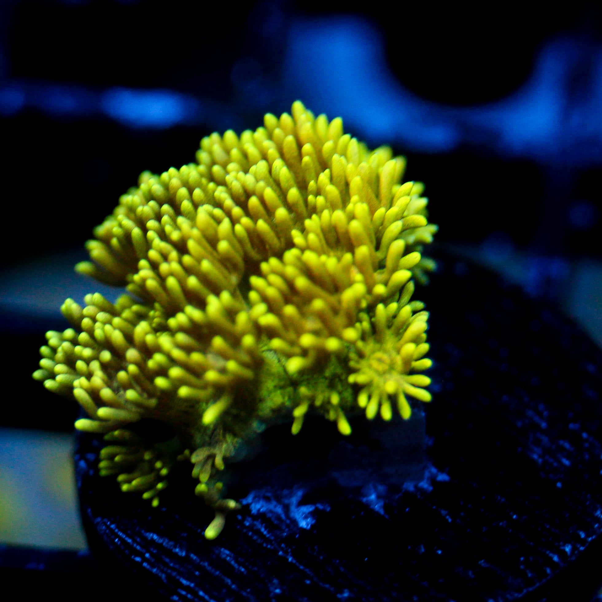 JC Electrum Rainbow Goni (2/3)