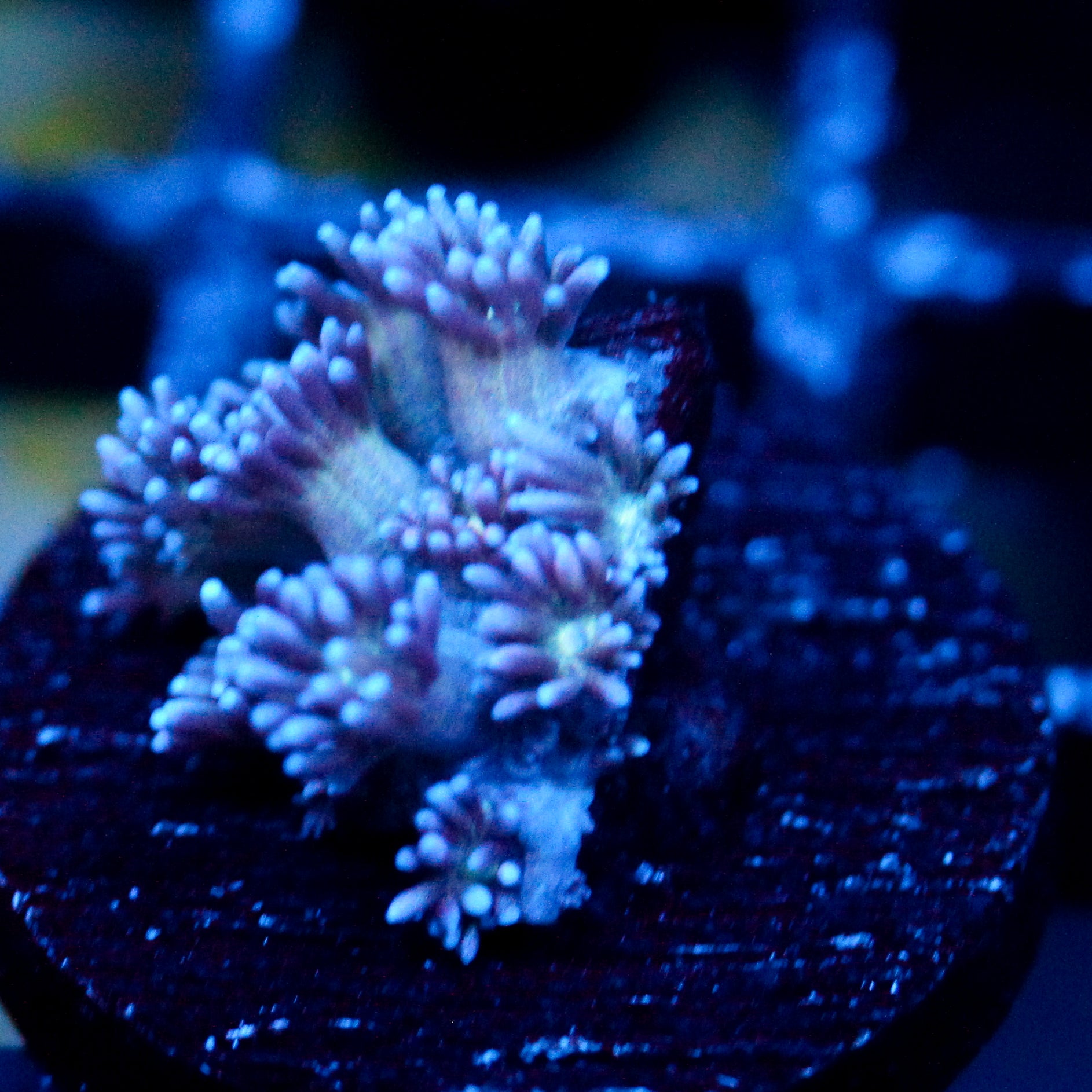 JC Blue Breeze Goni