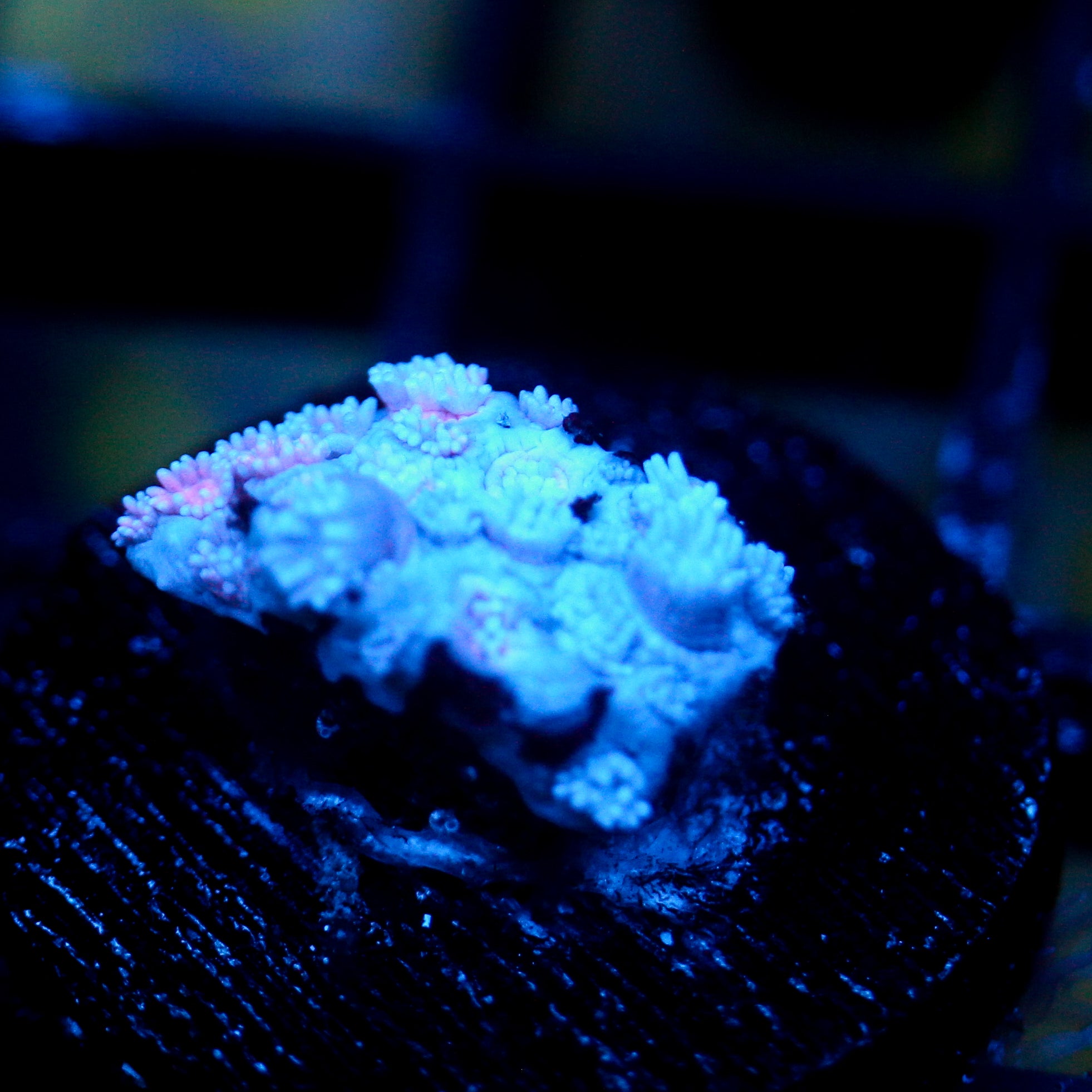 JC Purple Streamer Goni