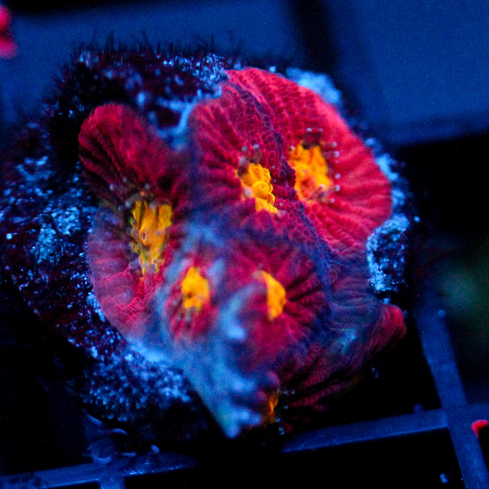 JC Red Slime Favia