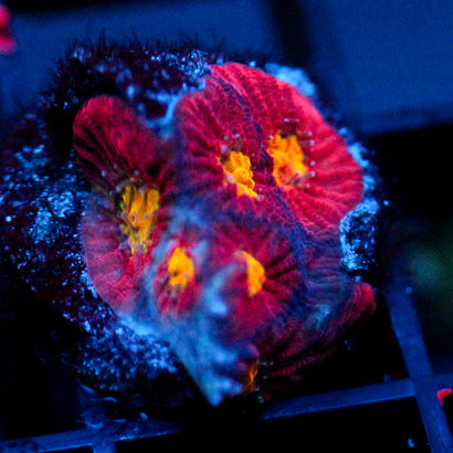JC Red Slime Favia