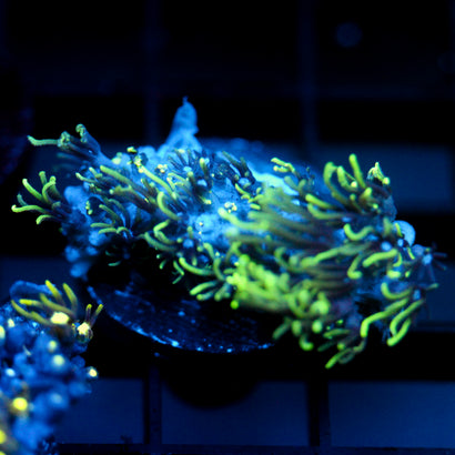 JC Lime Wire Gsp