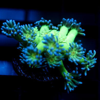 JC Tortoise Goni