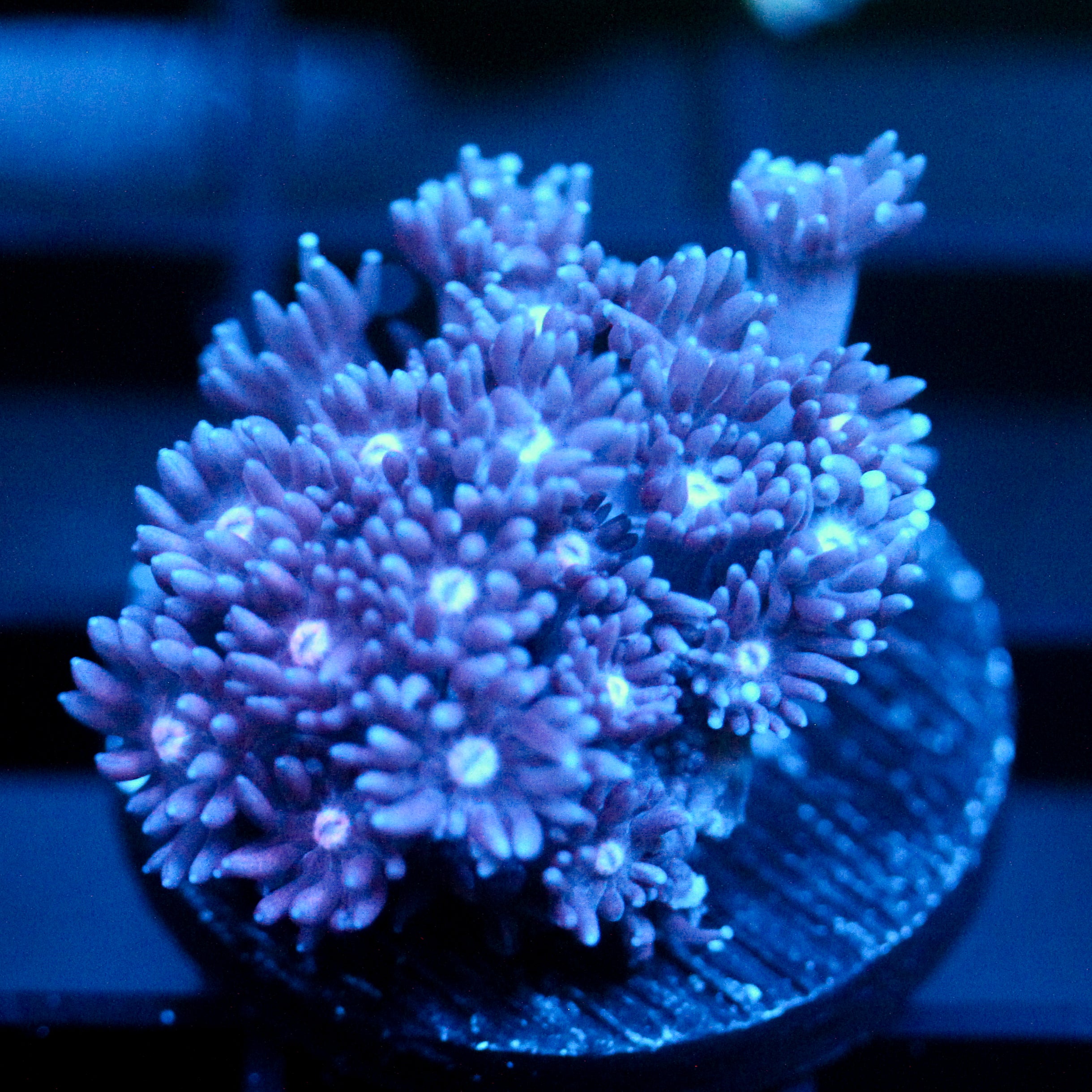 JC Blue Frost Goni