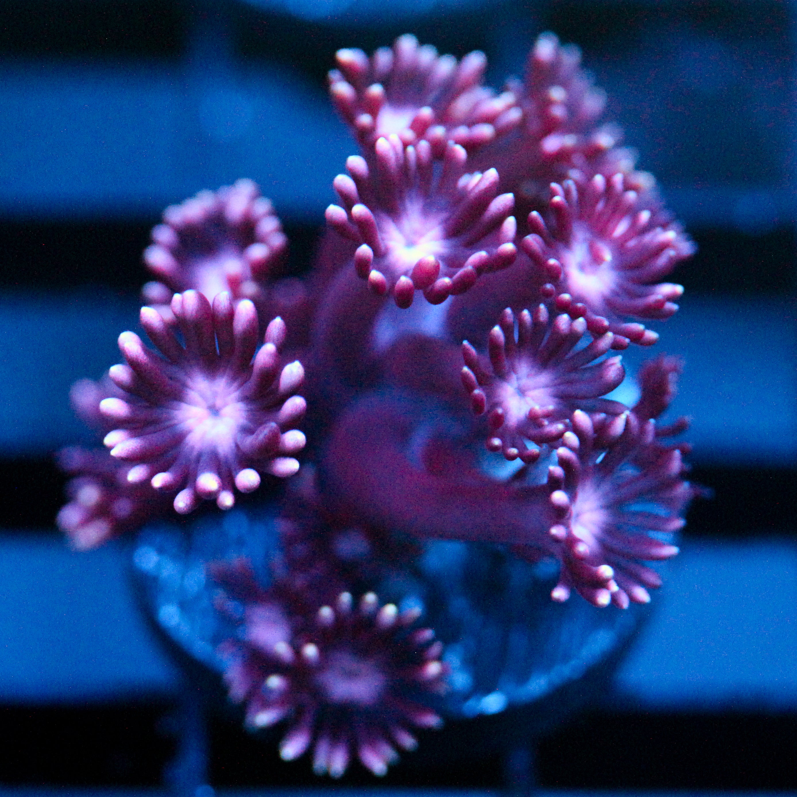 JC Purple Demon Goni