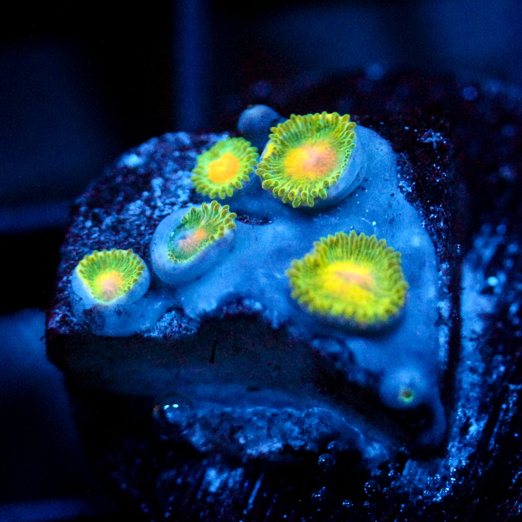JC Irish Splash Zoanthid
