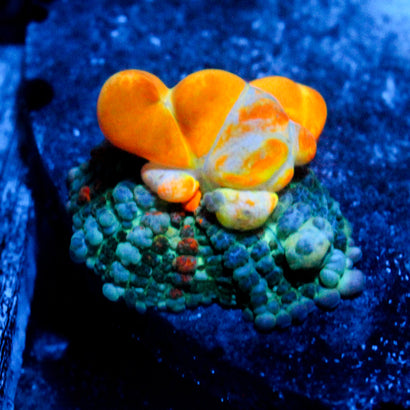 WWC OG Bounce Mushroom