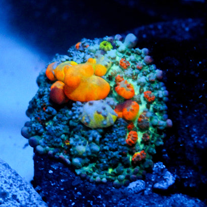 WWC OG Bounce Mushroom