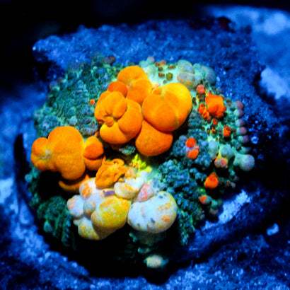 WWC OG Bounce Mushroom