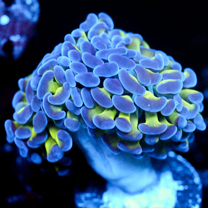 JC Bright one Hammer