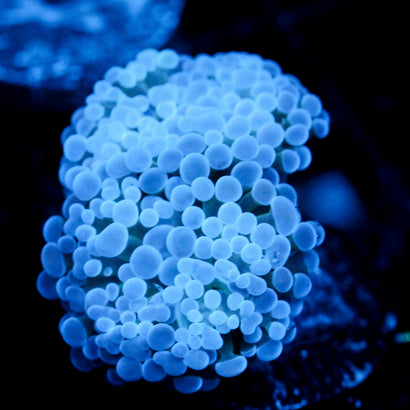 JC Blue Bubbles Frammer