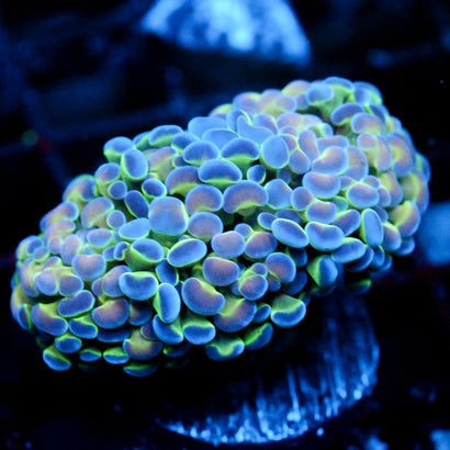 JC Ultra Hologram Hammer 2 heads