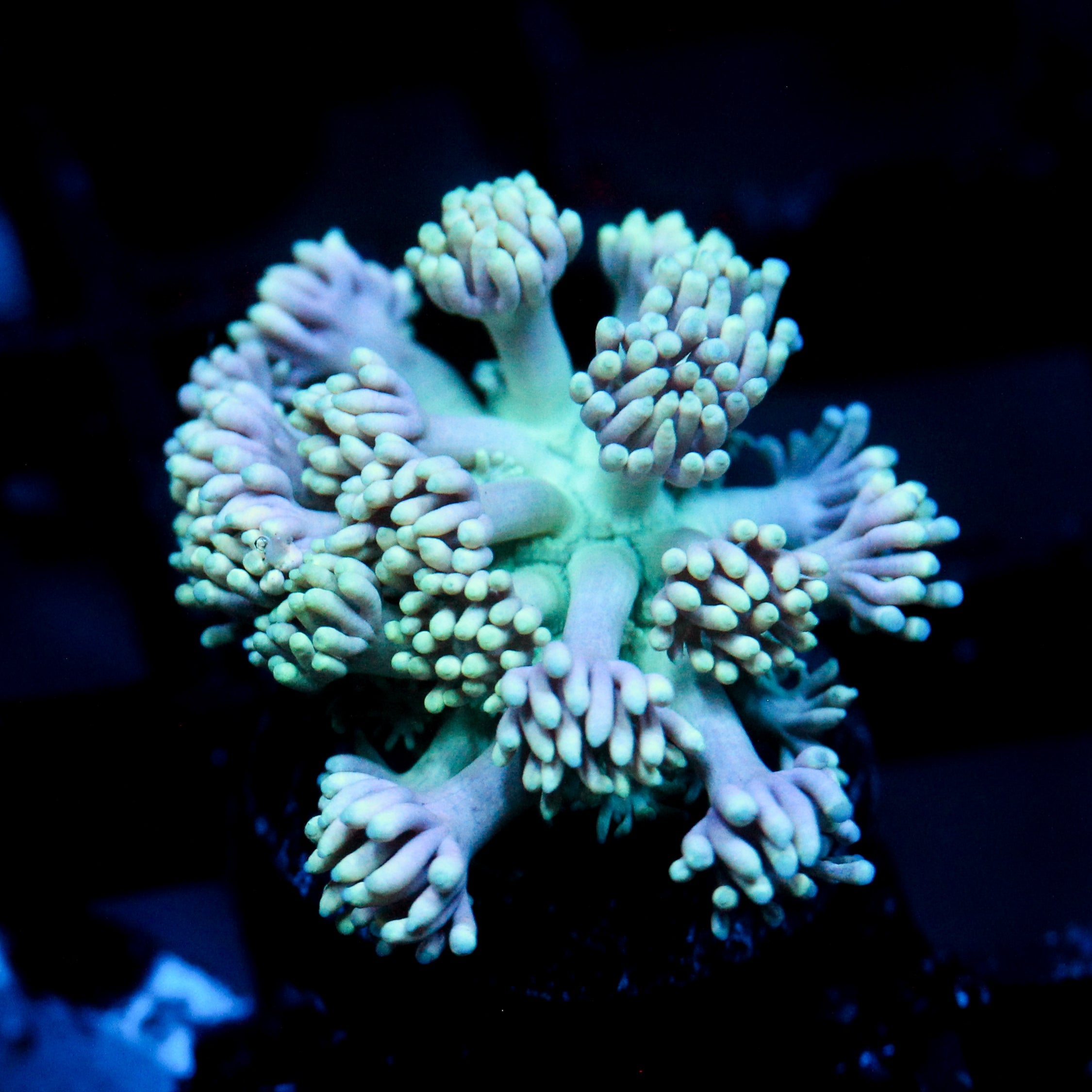 JC Electric Petals Goni