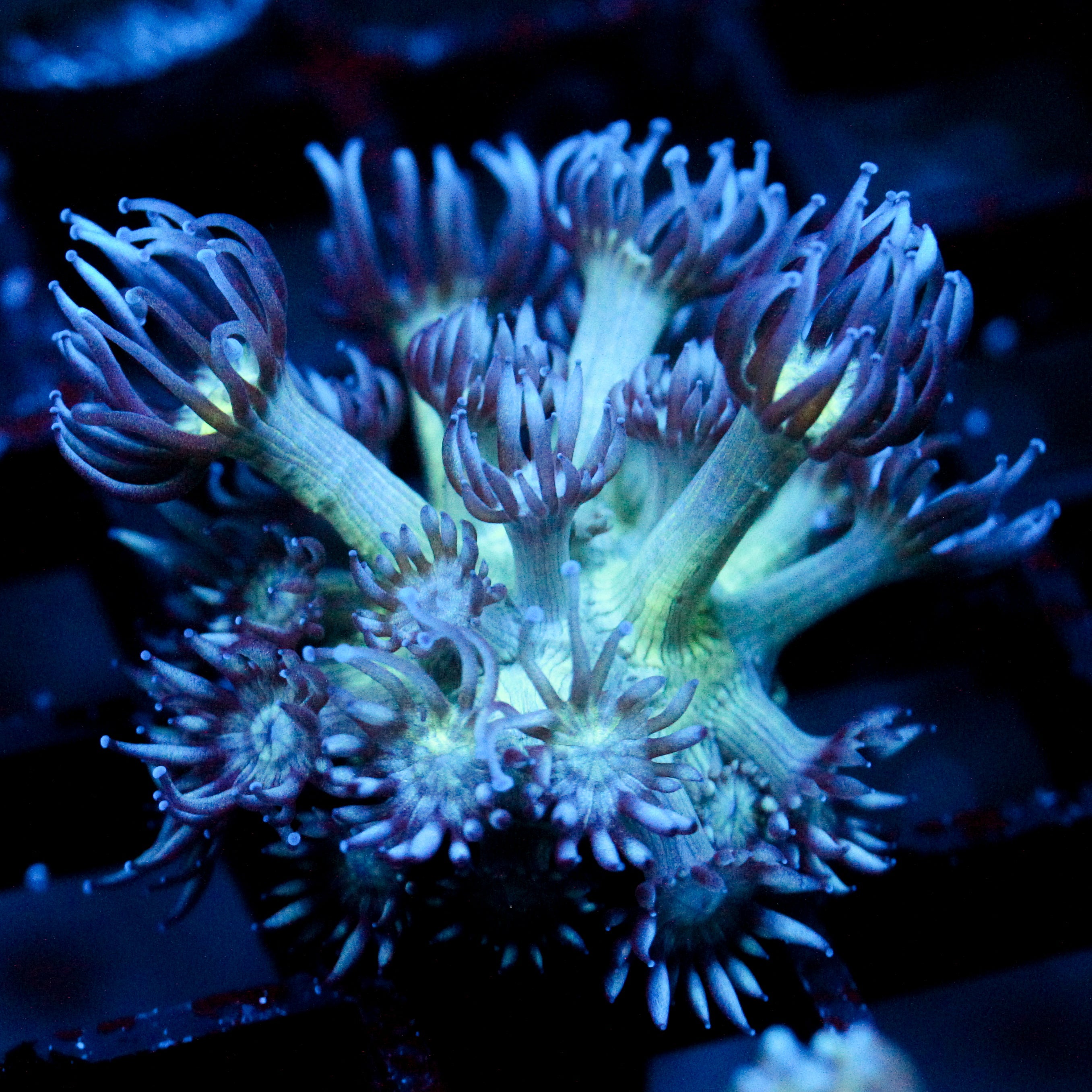 JC Peacock Goni