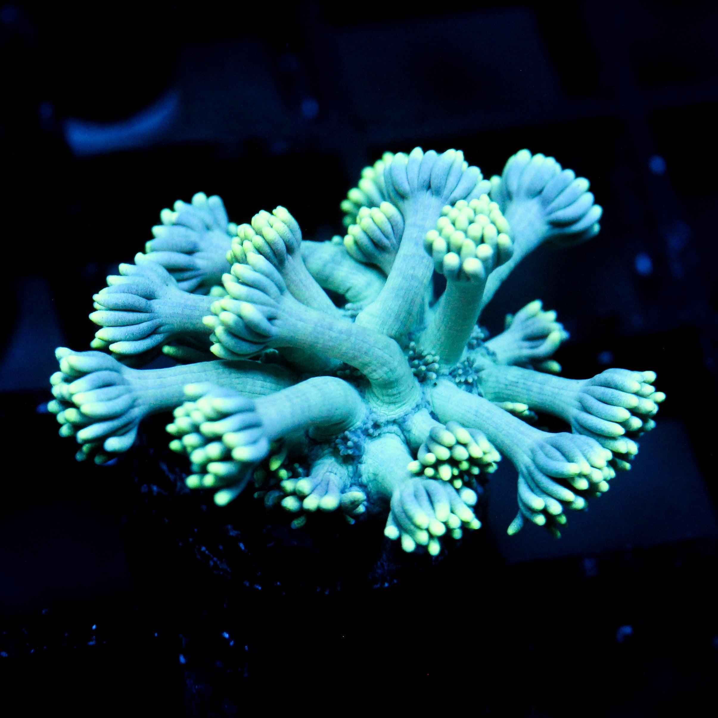 JC Seafoam Goni