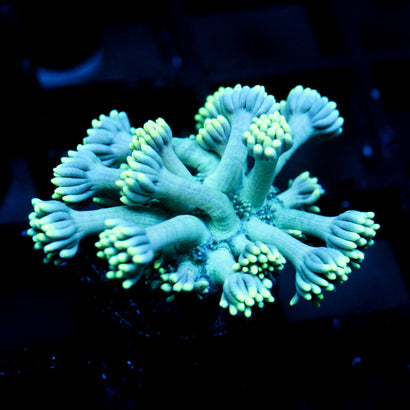 JC Seafoam Goni