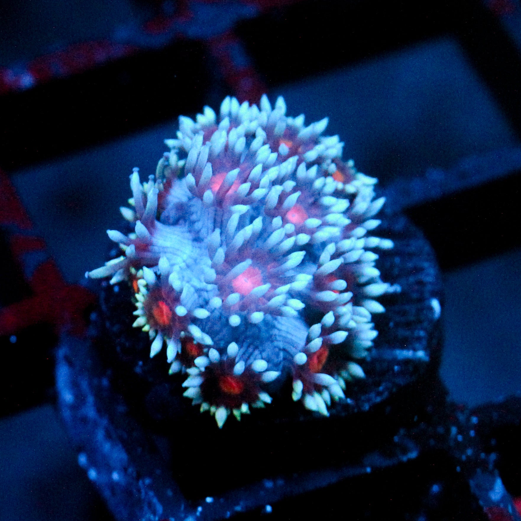 JC Vampiric Hypnosis Goni