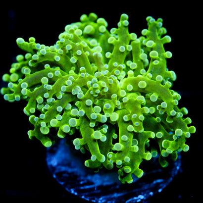 JC The Slime Octo