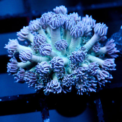 JC Lavender Mystery Goni