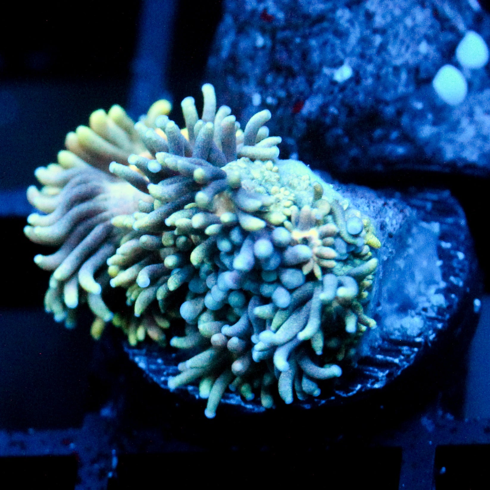 JC Electric Fuzzy Goni