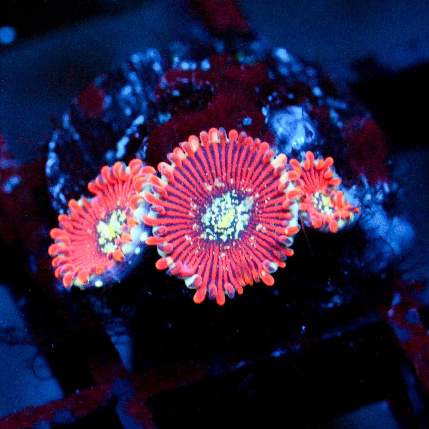JC Magician's Zoanthid