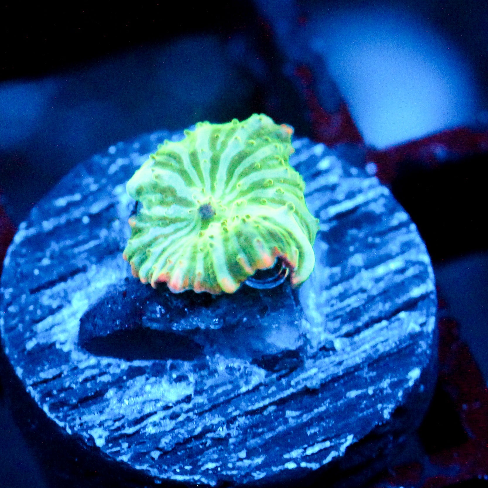 JC Watermelon Rind Discosoma