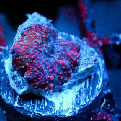 JC Red Devil Pimple Discosoma