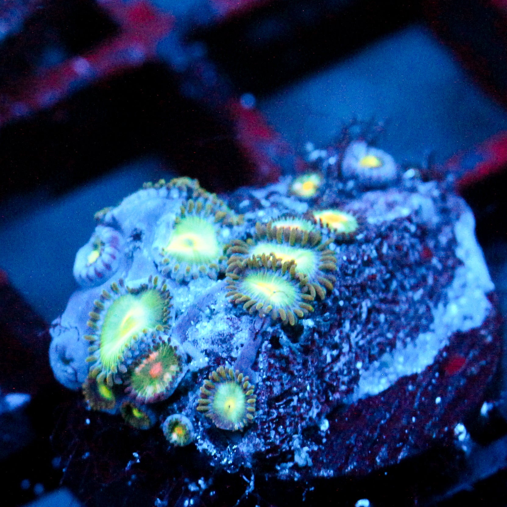 JC Saturn Zoanthid