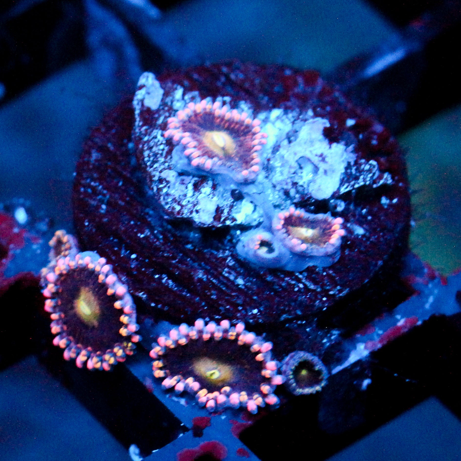 JC Bozos Birthday Zoanthid