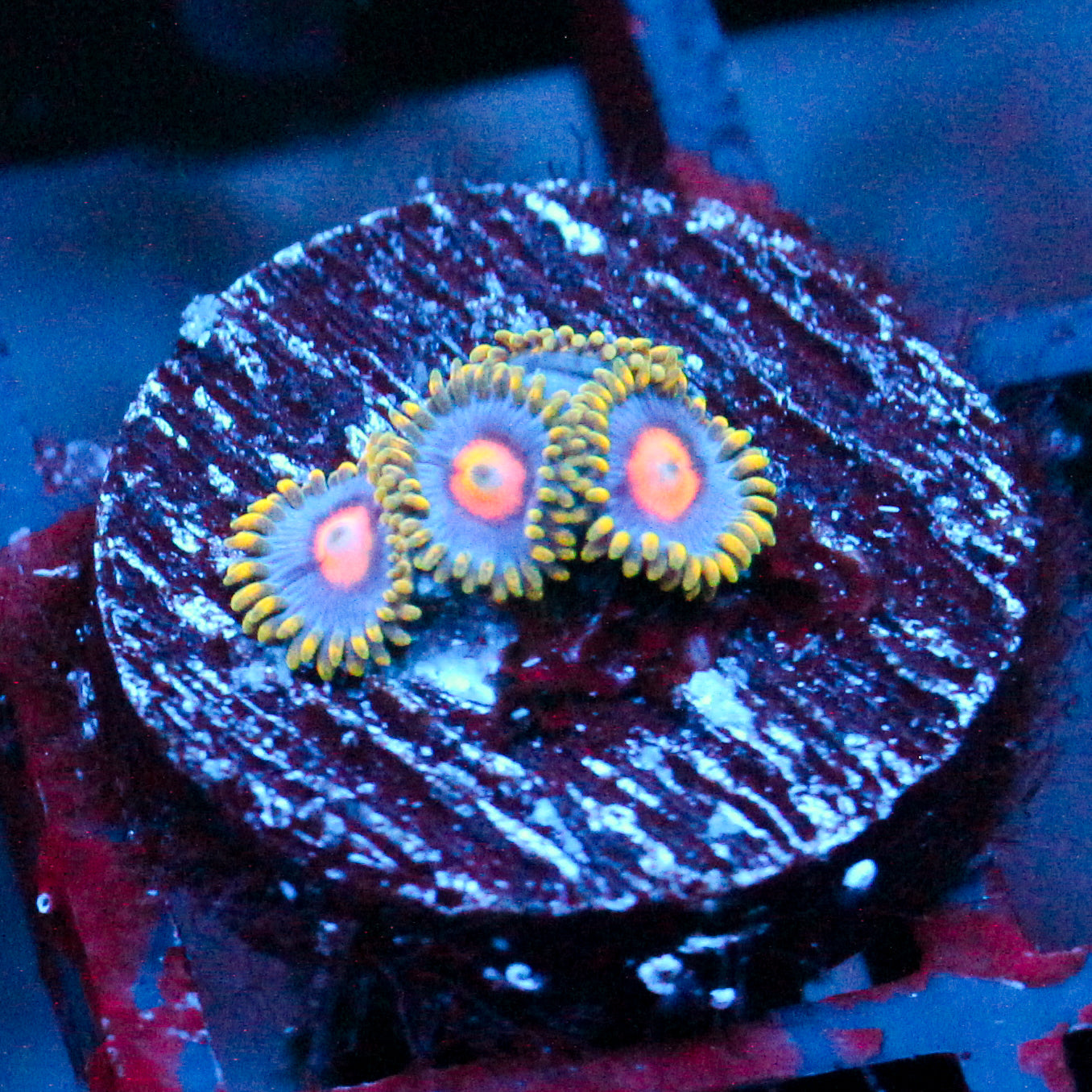 JC Gold Burn Zoanthid