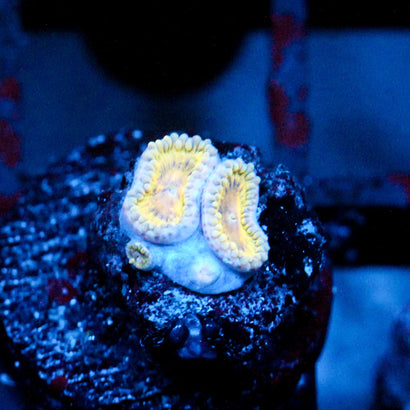 JC Golden Crown Zoanthid