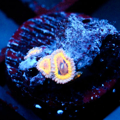 JC Pink Seam Zoanthid