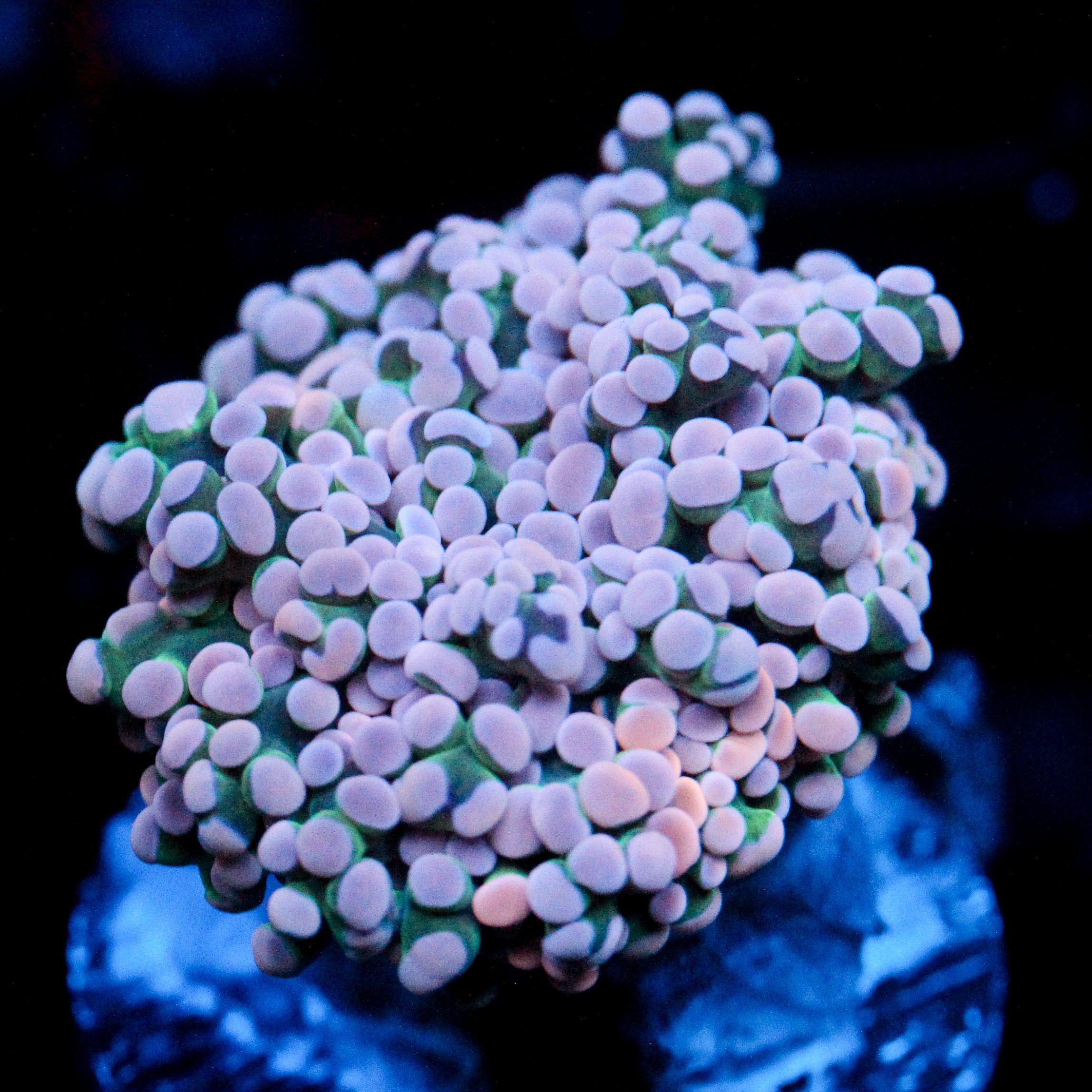 JC Pink Tip Octo