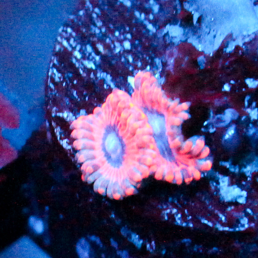 JC Typhloshion Zoanthid