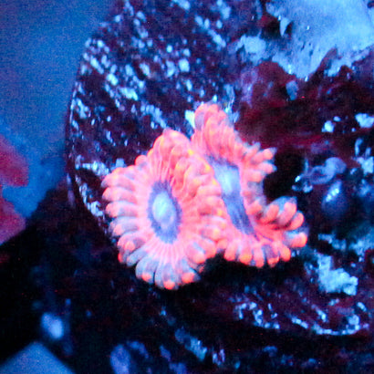 JC Typhloshion Zoanthid