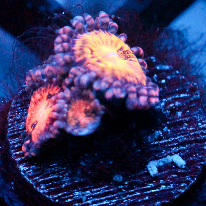 JC Speckled Kraze Zoanthid