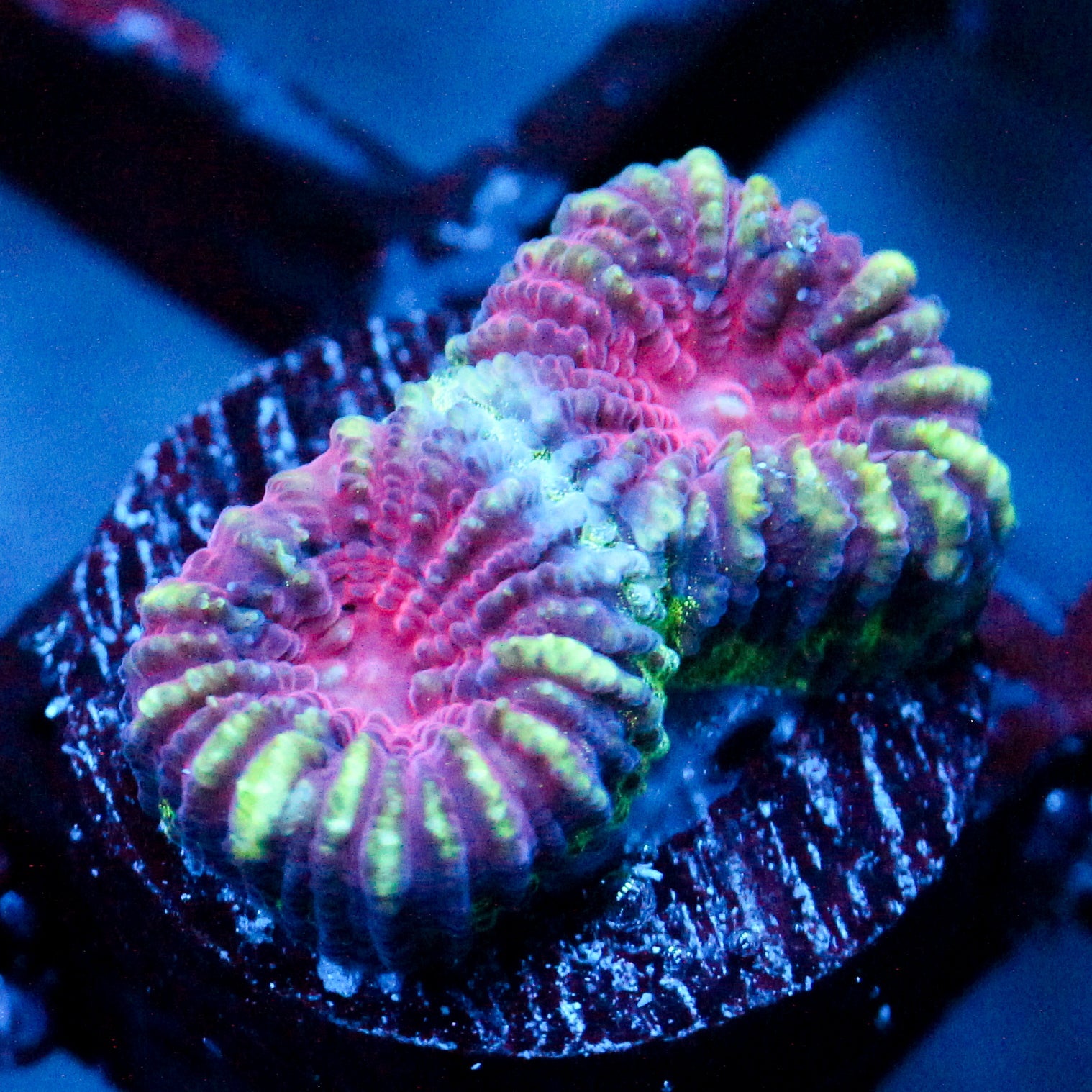 JC Demon Core Favia