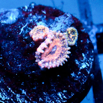 JC Neptunes Bounty Zoanthid