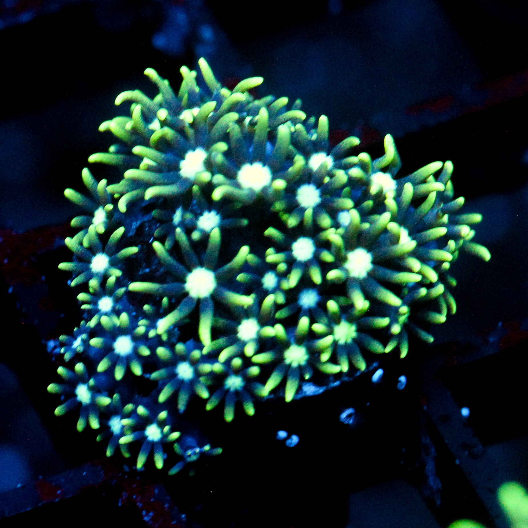 JC GSP