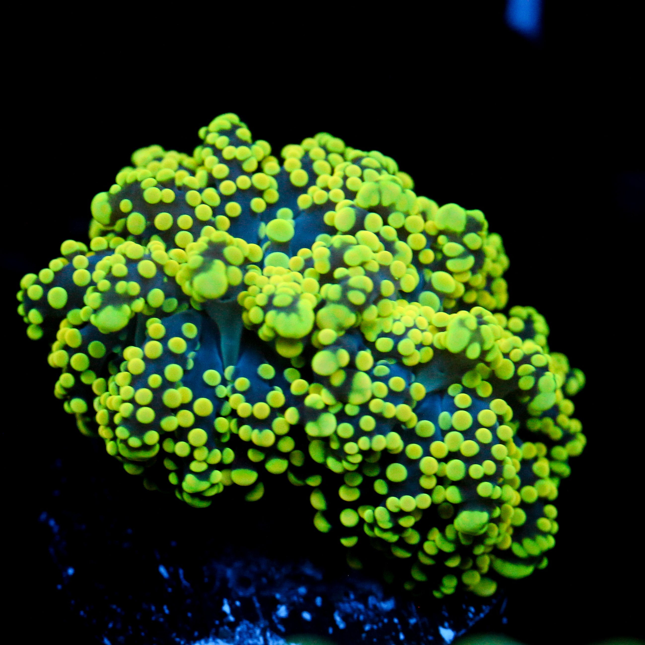 JC Yellow Octo