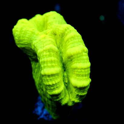 JC Trumpet Coral