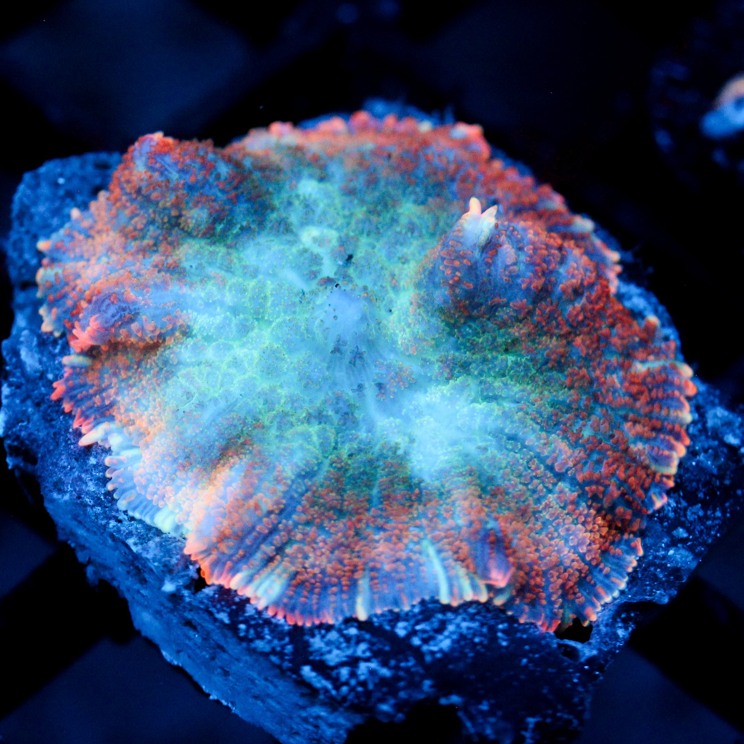 JC Big Chill Rhodactis