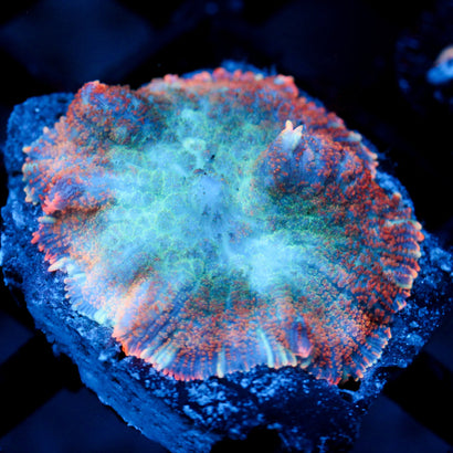 JC Big Chill Rhodactis