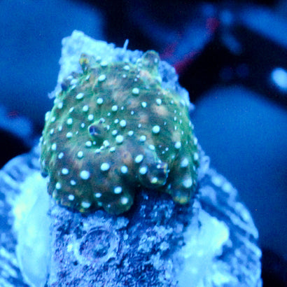 JC Bean Bag Discosoma