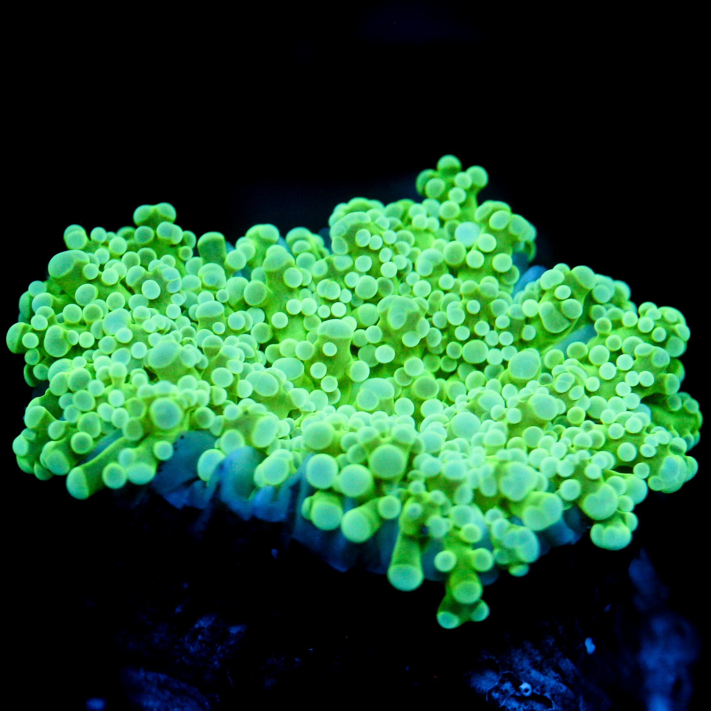 JC Ectoplasm Octo