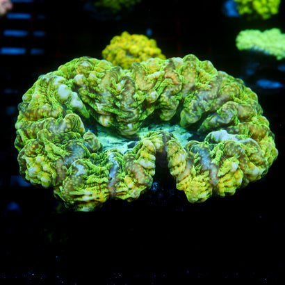 JC Volatile Radiation Cynarina (XL)