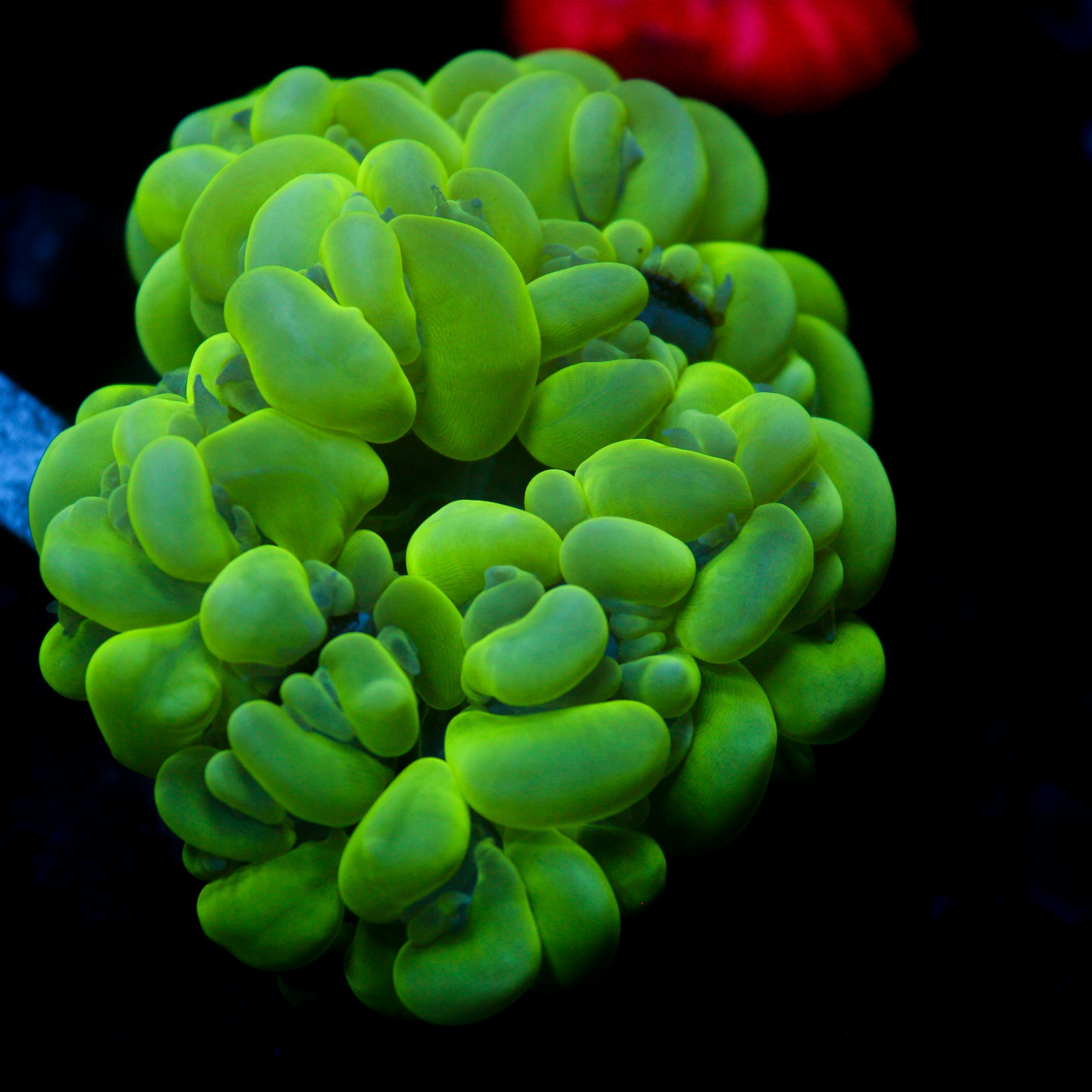 JC Bubble Coral (4-5")