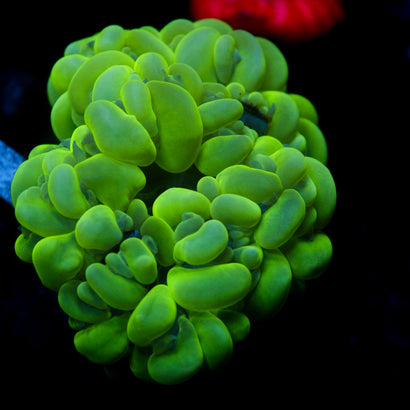 JC Bubble Coral (4-5")