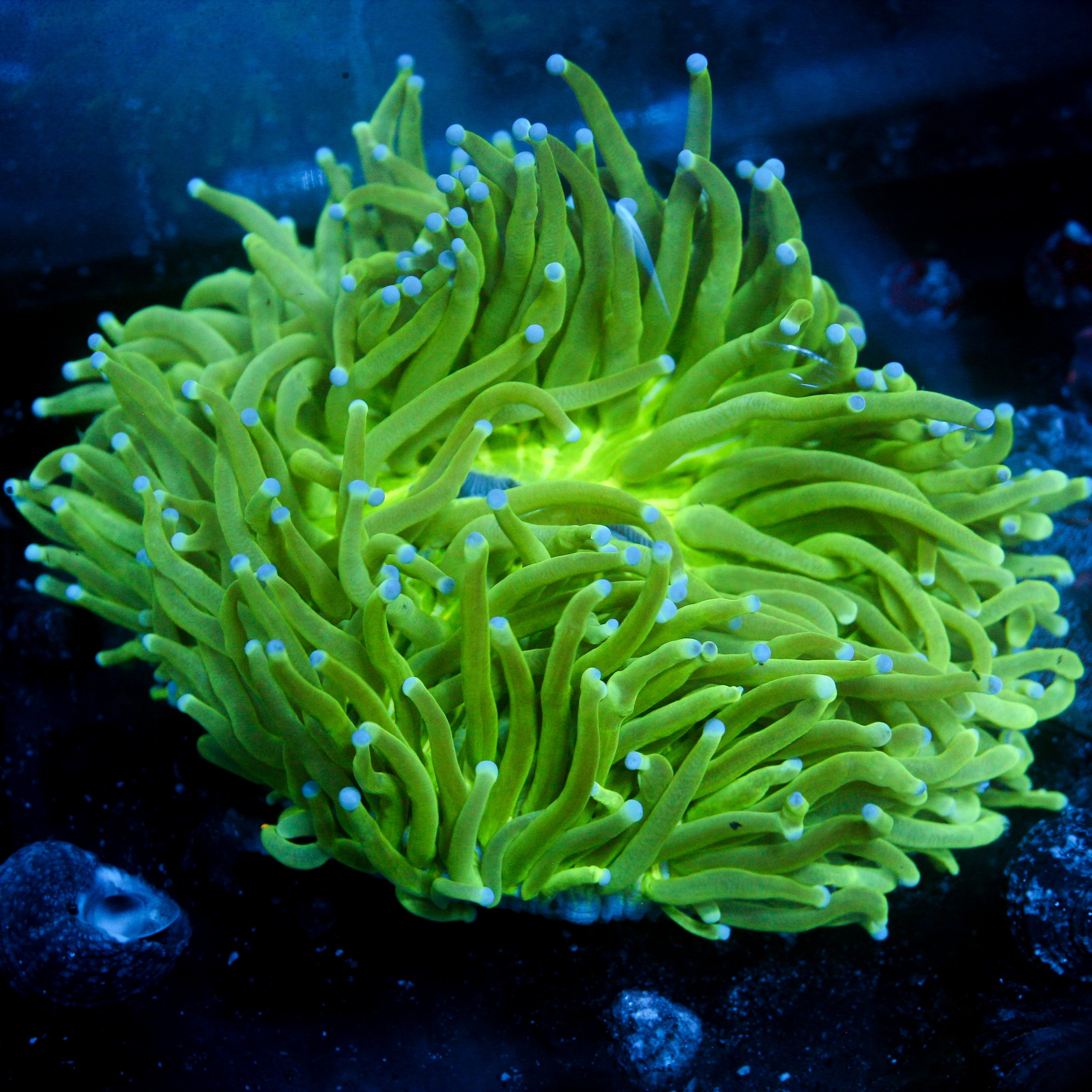 JC Helio Fungia (XL)